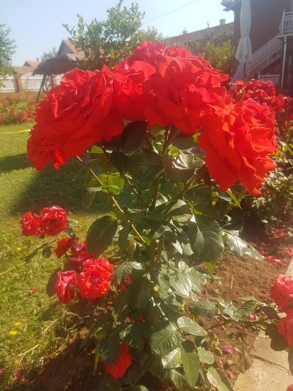 Guest House Rose Smederevska Palanka Exterior foto